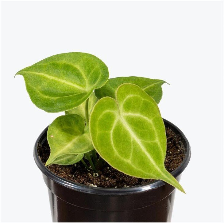 anthurium clarinervium for sale